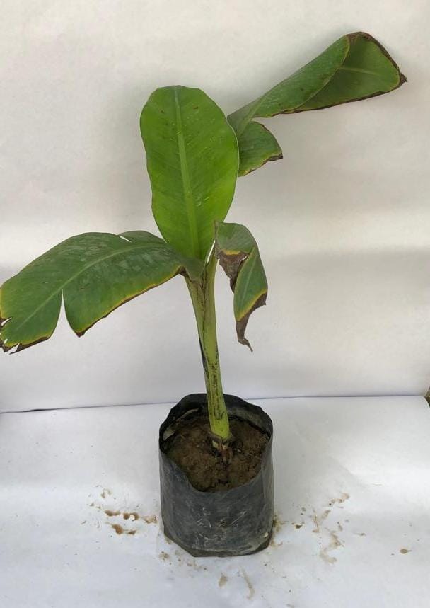Kela plant
