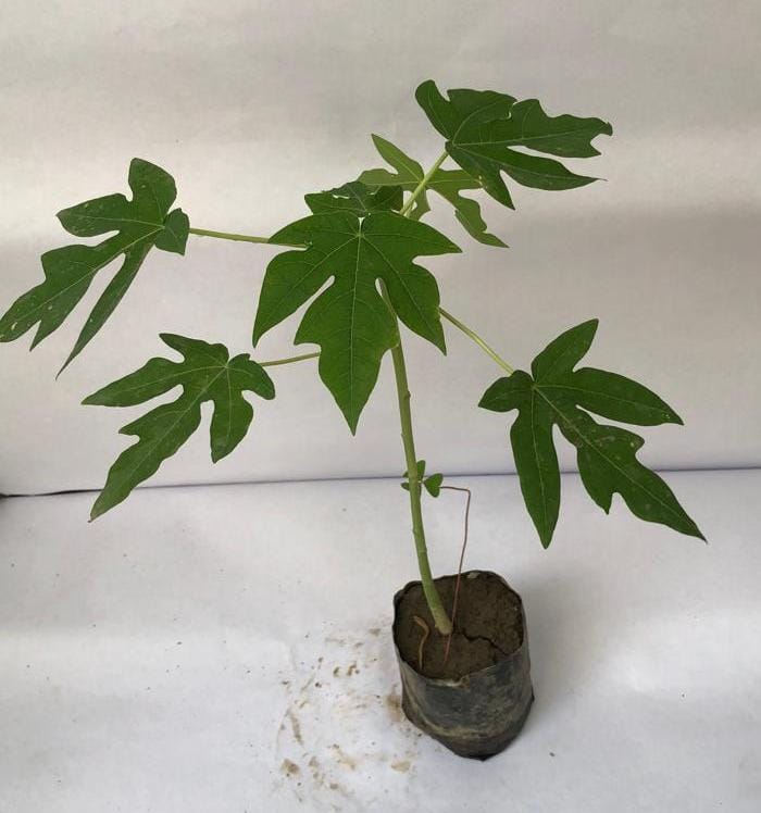 Papaya