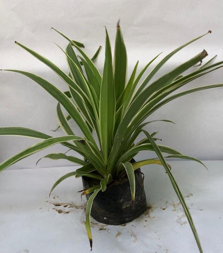 Spider Plant