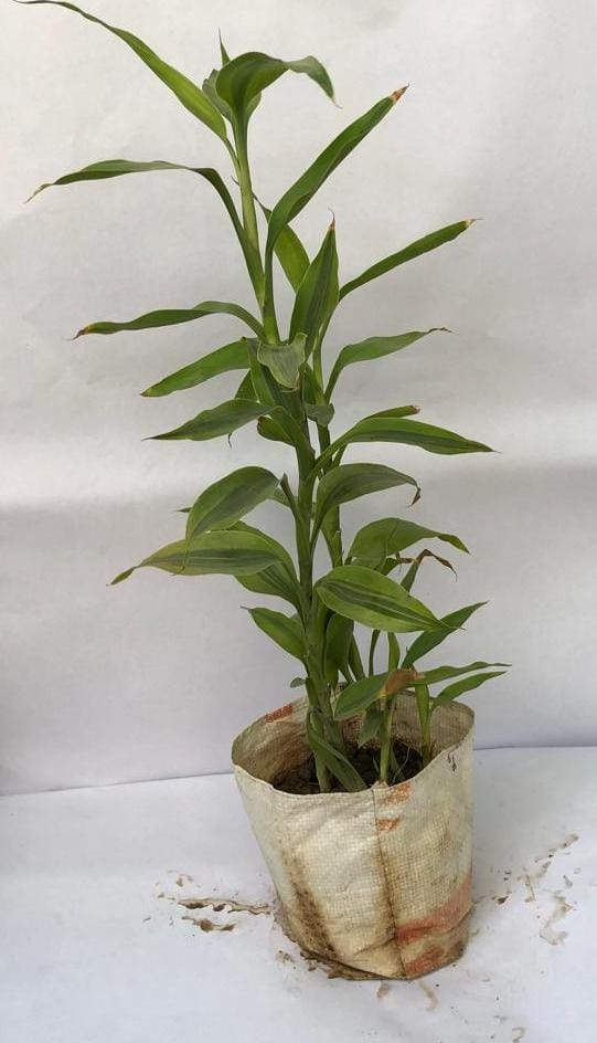 Bambu Plant