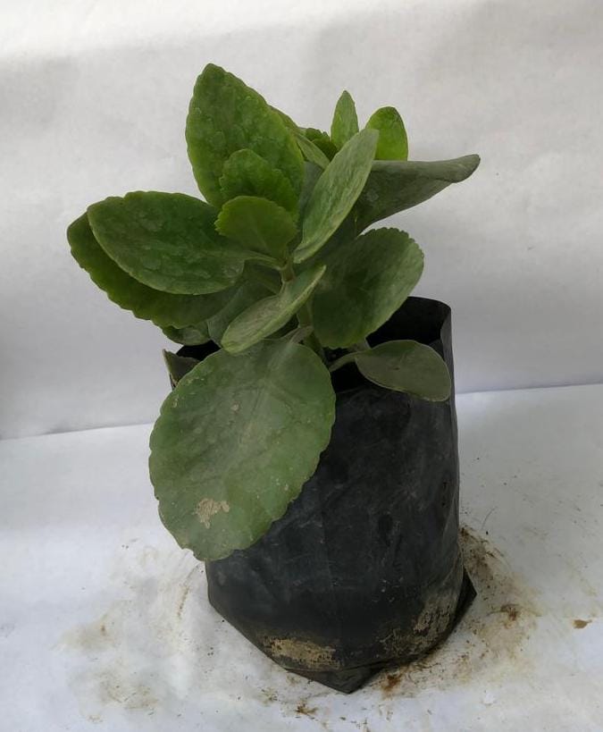 Clanchu (Kalanchoe)