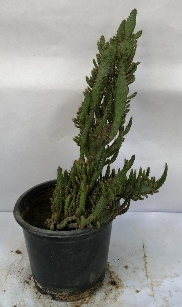 Miniature Nagphani