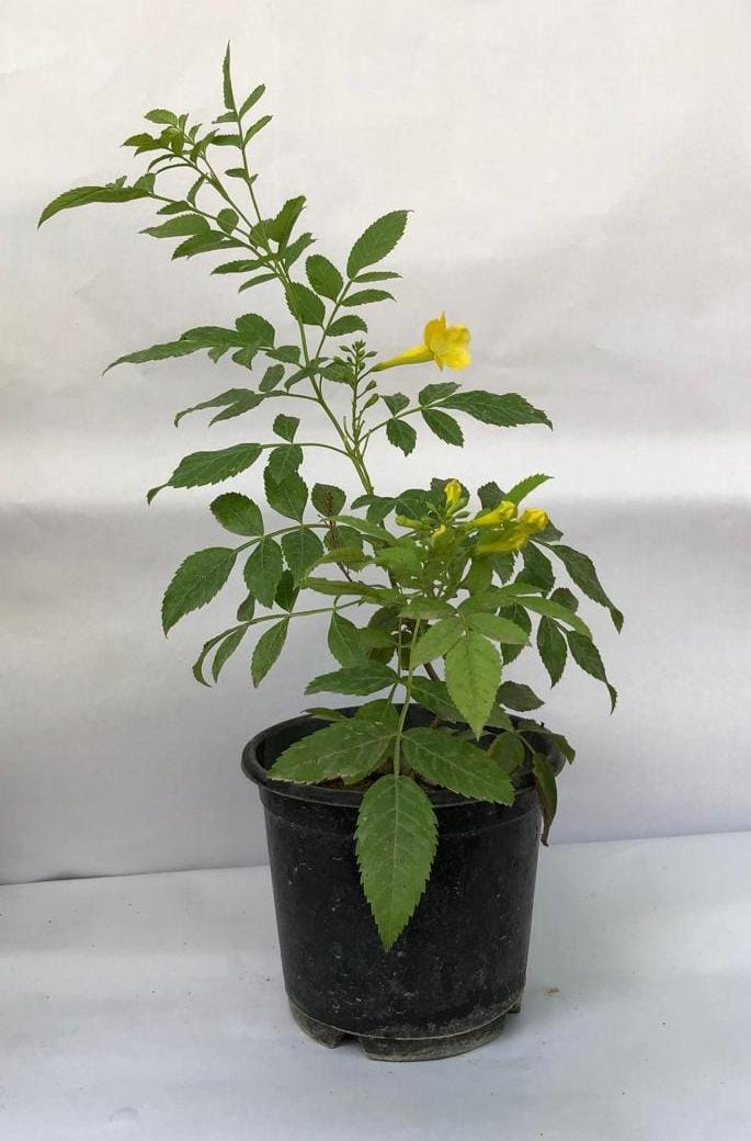 Tecoma plant